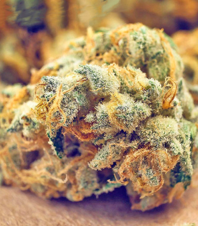 Lost Coast OG fem (Humboldt Seeds) семена конопли