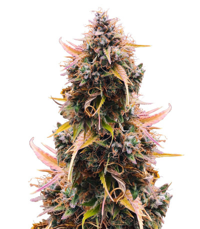 Mandarin Thuggee Auto fem (AlphaFem Seeds) семена конопли