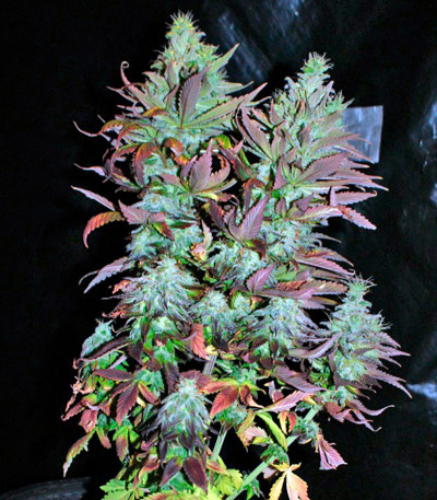 Mataro Blue Max Auto fem семена конопли