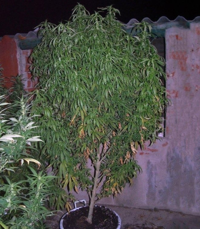 Buddha Quasar fem семена конопли