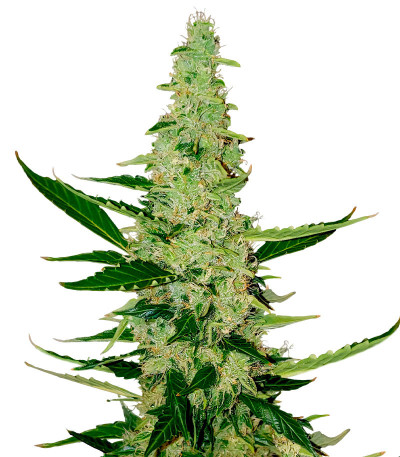 Auto Chocolate Kush fem (00 Seeds) семена конопли