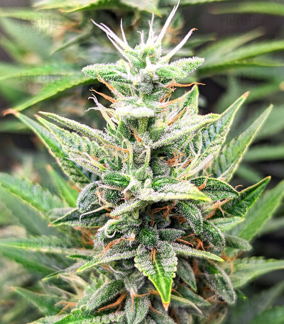 Bruce Banner #3 Auto fem (Herbies Seeds) семена конопли