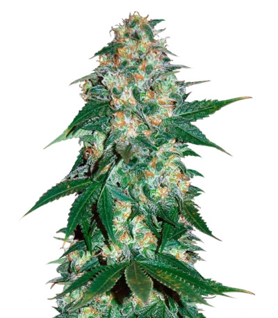 El Alquimista fem (Samsara Seeds) семена конопли