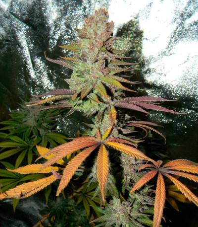 Blueberry Cheesecake fem (Female Seeds) семена конопли
