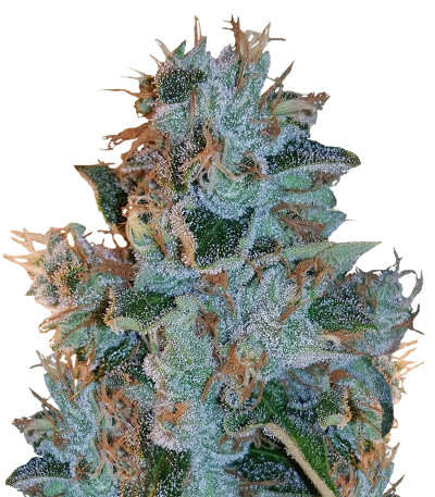 Bubblelicious reg (Nirvana Seeds) семена конопли