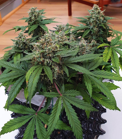 CBD Auto Charlotte’s Angel fem (Dutch Passion) семена каннабиса