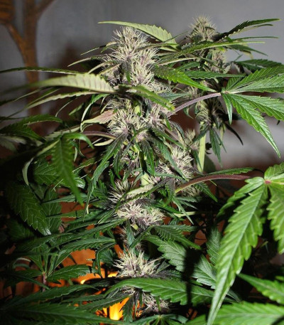 Crystal METH Auto fem (FastBuds) семена конопли