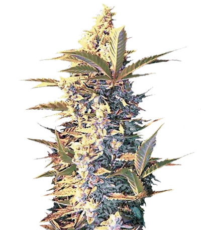 Auto East Ryder fem семена конопли