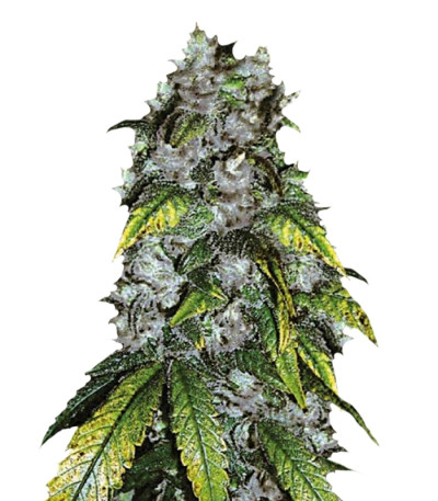 Good Wild Shark fem семена конопли