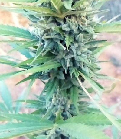 Семена конопли Marmalate Early Version