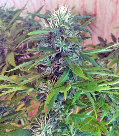 Сорт каннабиса Morning Glory