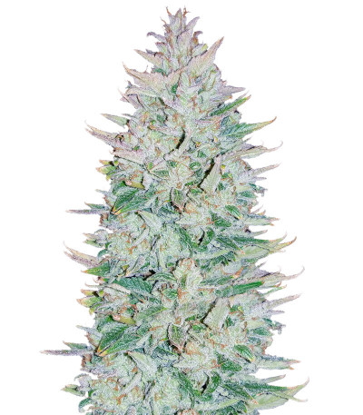 Original Auto OG Kush fem (FastBuds) семена конопли