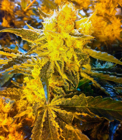 Original Cheese (IBL) fem семена конопли