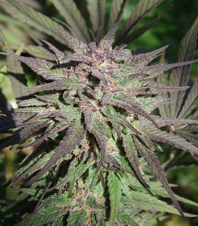 Serious 6 reg (Serious Seeds) семена конопли