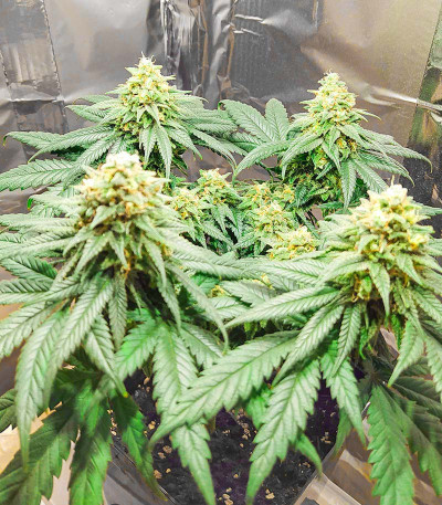 Shogun fem (Royal Queen Seeds) семена конопли