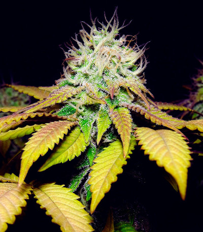 Семена конопли сорта Skunk Amsterdam