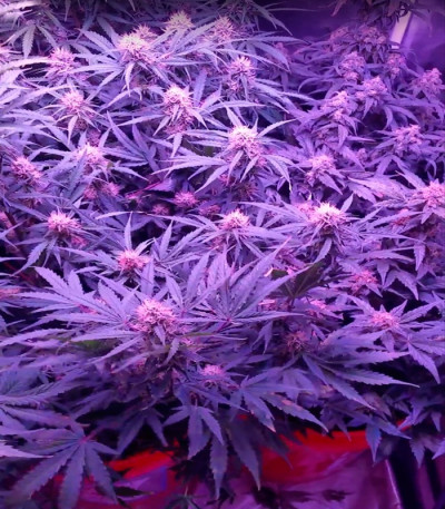 Spinning Buzz Kick Auto fem (Dr. Krippling Seeds) семена конопли