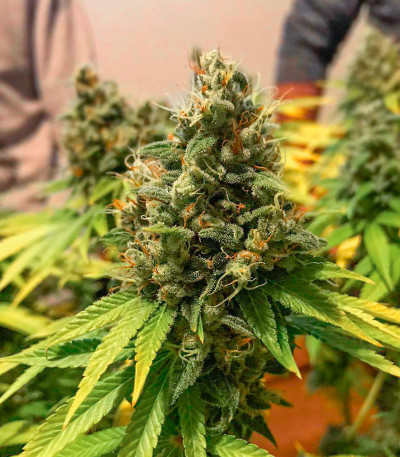 Strawberry Amnesia fem (Herbies Seeds) семена конопли