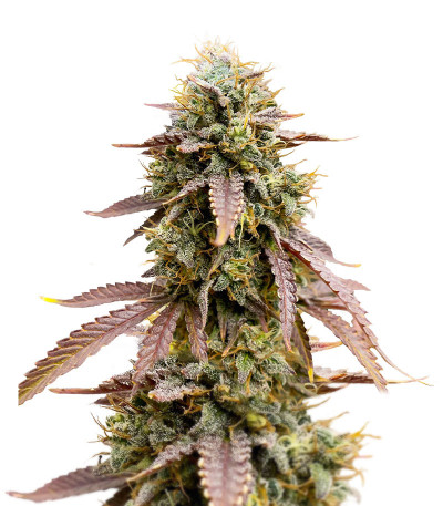 Florida Gaspack fem (Humboldt Seed Organization) семена конопли