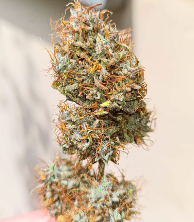 Auto Lemon Kix fem (Dutch Passion) семена конопли