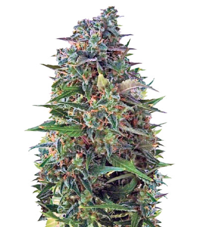 Auto NBA Diesel fem семена конопли