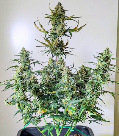 Auto Zkittlez fem (Advanced Seeds) семена конопли