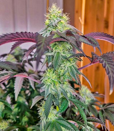 Booberry Cookies RBX fem (Ethos Genetics) семена конопли