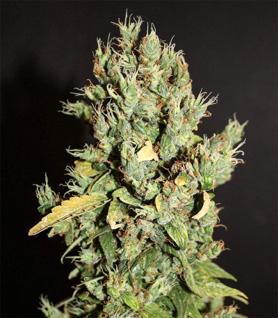 CBD Auto 20:1 fem (FastBuds) семена конопли