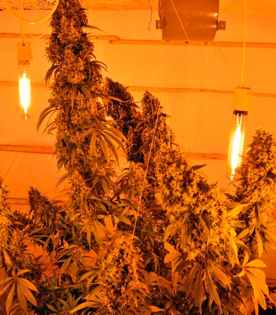 Chill-OM reg семена конопли