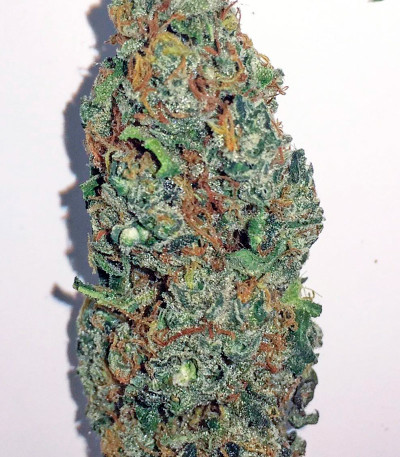 OG Kush fem (Humboldt Seeds) семена конопли