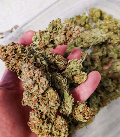 Original Auto White Widow fem (FastBuds) семена конопли