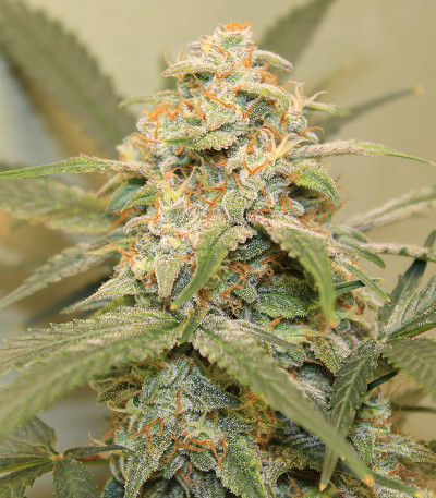 Original Big Bud Auto fem (FastBuds) семена конопли