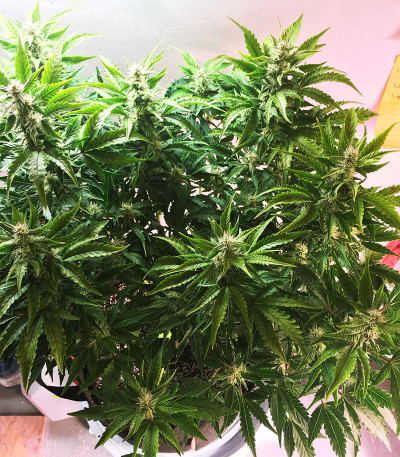 Pineapple Glue fem (Advanced Seeds) семена конопли