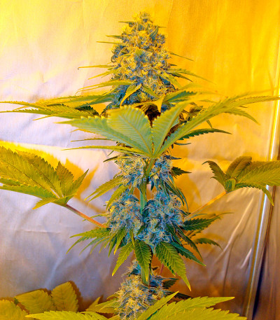 Skunk + (Power Skunk) fem семена конопли