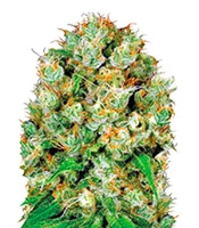 Sour Diesel fem (Bulk Seed Bank) семена конопли