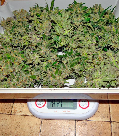 Skunk Auto fem (Strain Hunters) семена конопли