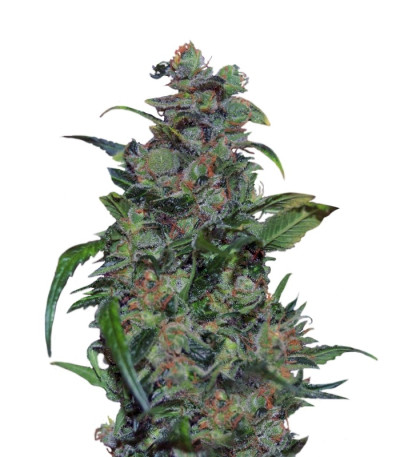 Tank fem (VIP seeds) семена конопли