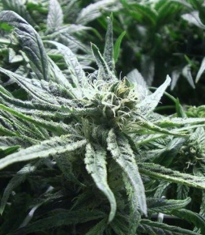 White Rhino fem (Green House Seeds) семена конопли