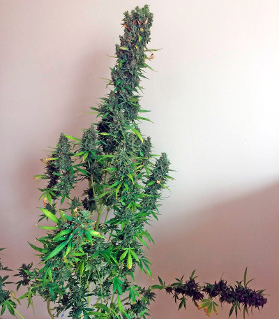 White Widow XXL Autoflowering fem семена конопли