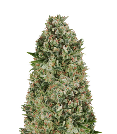 Сорт Critical Poison fem шишки