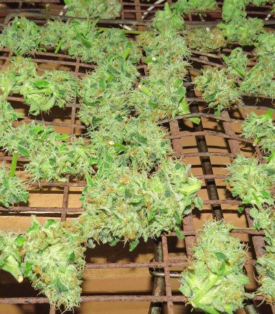 Катюша fem (Kalashnikov Seeds) семена конопли