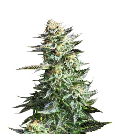 Amnesia Haze fem (Royal Queen Seeds) семена конопли