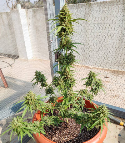 Auto Lennon fem (Pyramid Seeds) семена конопли
