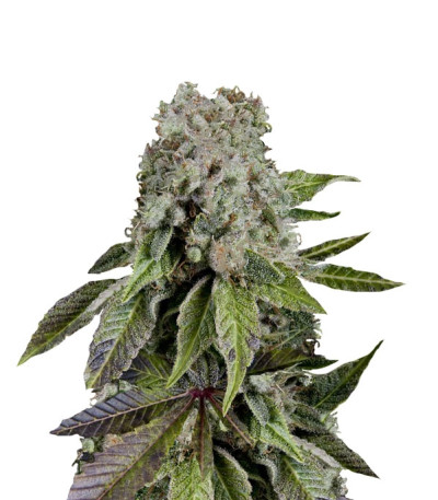 Blueberry fem (Trikoma Seeds) семена конопли