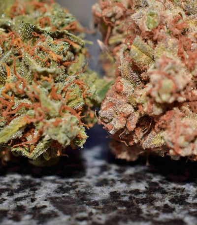 Californian Snow auto fem семена конопли