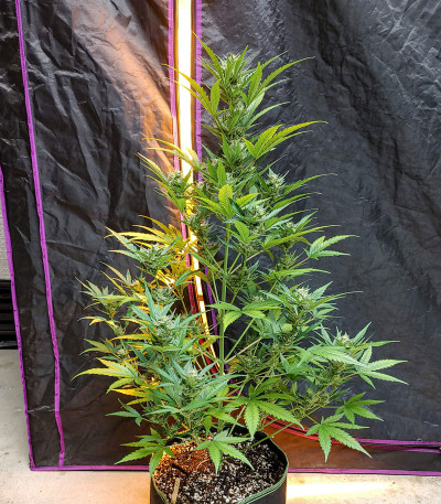 G14 auto fem (FastBuds) семена конопли