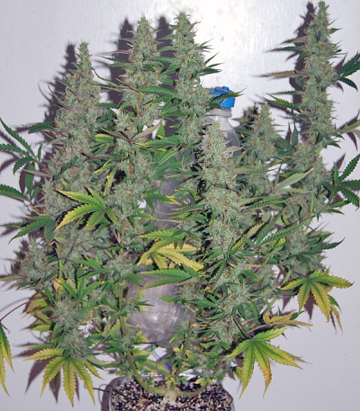 Auto Gagarin Haze fem конопля