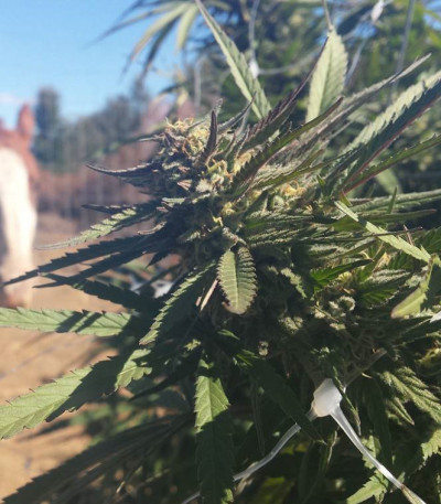 Grand Master Kush reg (Sumo Seeds) семена конопли