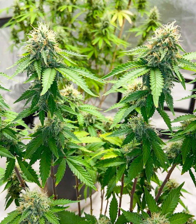 Monster Zkittles (Monster Genetics) семена конопли