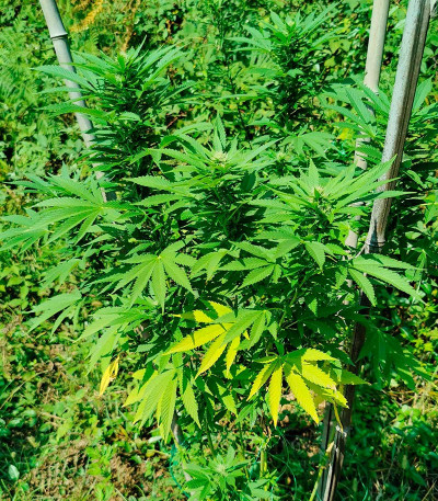 Ninja Zkittles fem семена конопли